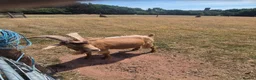Goats livestock for sale: Golden guernsey male  - Advert 3
