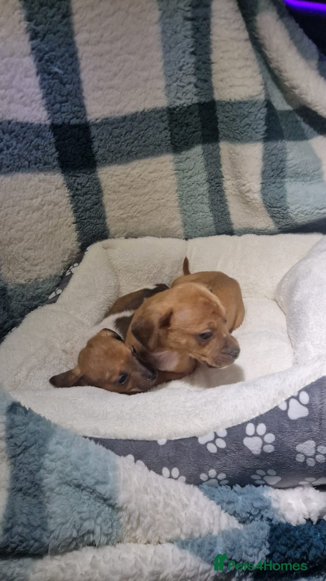 Dachshund dogs for sale: Dachshund puppies - Advert 8