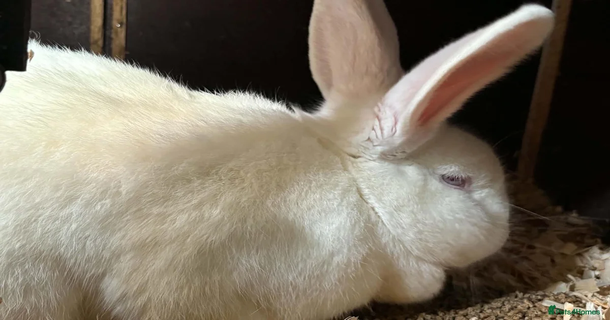 New Zealand Rabbits for Sale for sale in Dunfermline, Fife | Pets4Homes