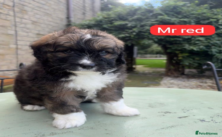 Saint Bernard dogs - Advert 2