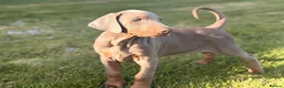 Dobermann dogs for stud: KC reg health tested Stud carries brown and dilute in Stockton-on-Tees - Advert 7