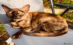 British Shorthair cats for sale: FEMALE GINGER KITTEN For Sale - Image 6