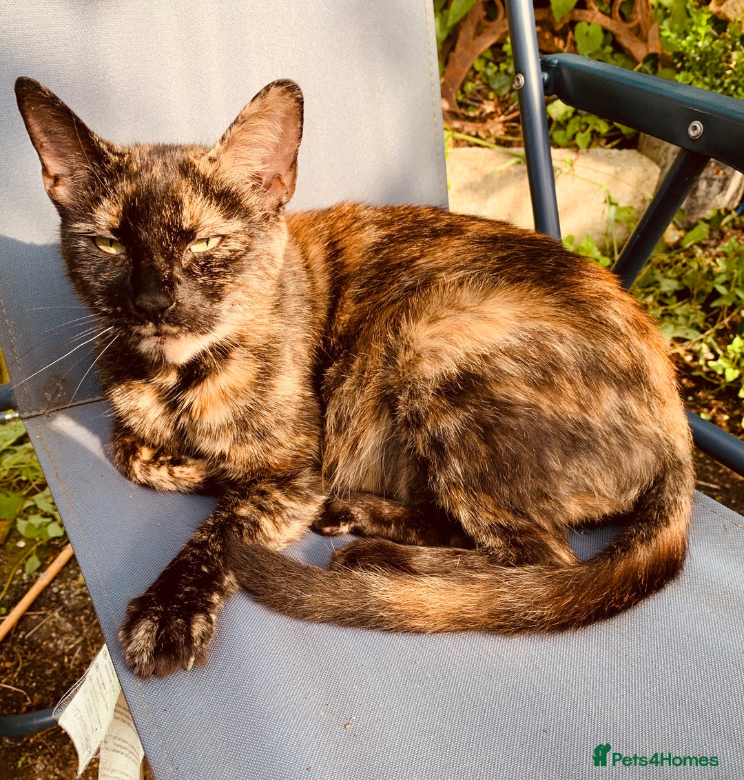British Shorthair cats for sale: FEMALE GINGER KITTEN For Sale - Image 6