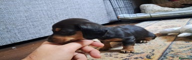 Miniature Dachshund Puppy 3