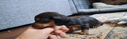 Miniature Dachshund dogs for sale: Miniature dachshund puppies  - Advert 10