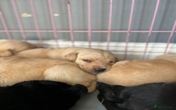 Labrador Retriever dogs for sale: Labrador retriever puppies  - Image 3