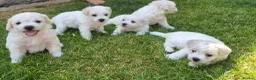 Bichon Frise dogs for sale: Bichon Frise 2 boys 3 girls - Advert 13