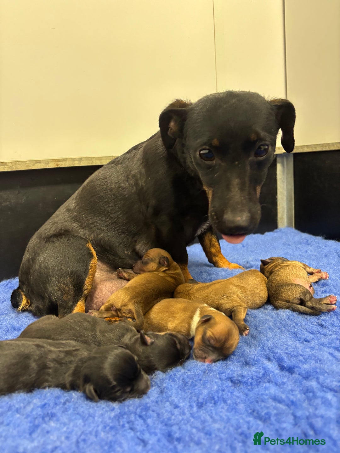 Jack Russell dogs for sale: Miniature Jack Russell’s  - Advert 1