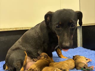 Jack Russell dogs Miniature Jack Russell’s - Advert 5