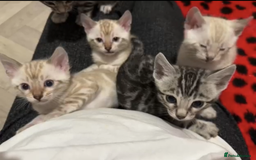 Bengal cats for sale: TICA reg Bengal Kittens - 2 male Snow Spotted  - Image 5