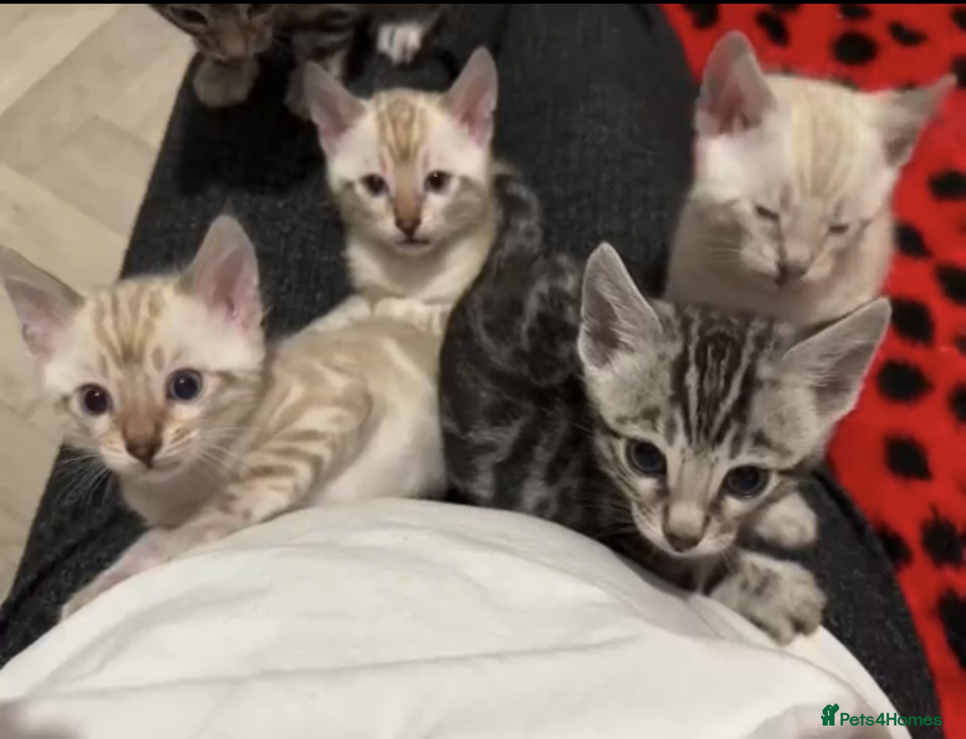 Bengal cats for sale: TICA reg Bengal Kittens - 2 male Snow Spotted  - Image 5