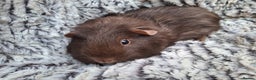 Guinea Pig rodents for sale: Beautiful guinepig pups - Advert 3