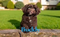 Cockapoo dogs for sale: ⭐️READY NOW⭐️Stunning DNA clear C f1 choc  - Image 2
