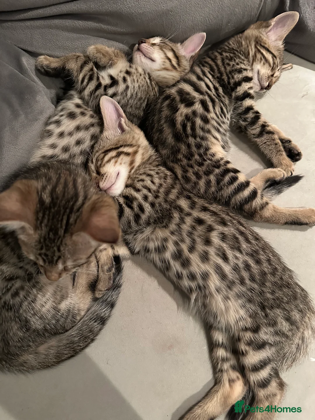 Savannah cats for sale: Savannah X Bengal sepia kittens  - Advert 15