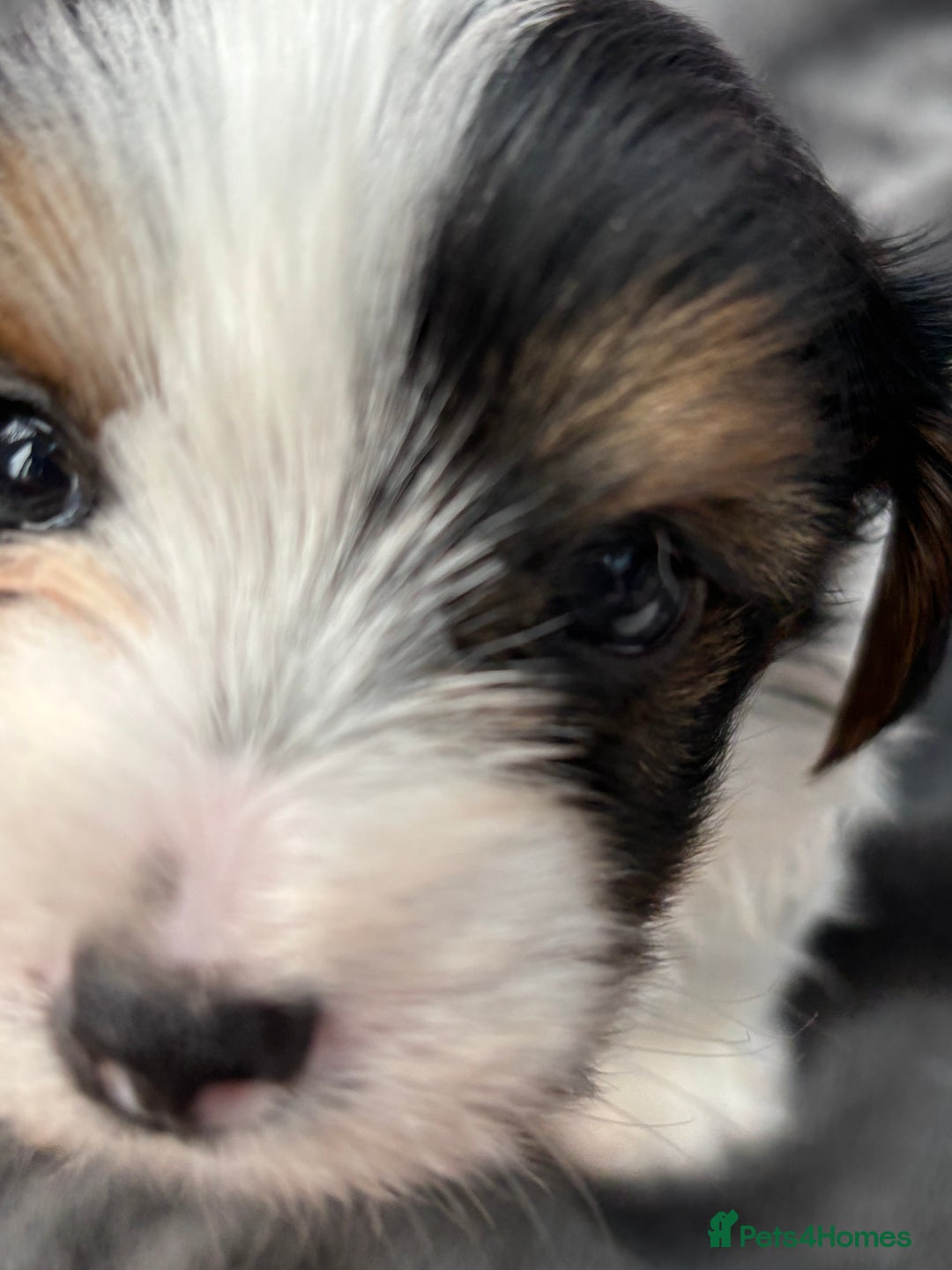 Biewer Terrier dogs for sale: 4 Biewer Terrier Puppies for Sale in Cheshire  - Image 6