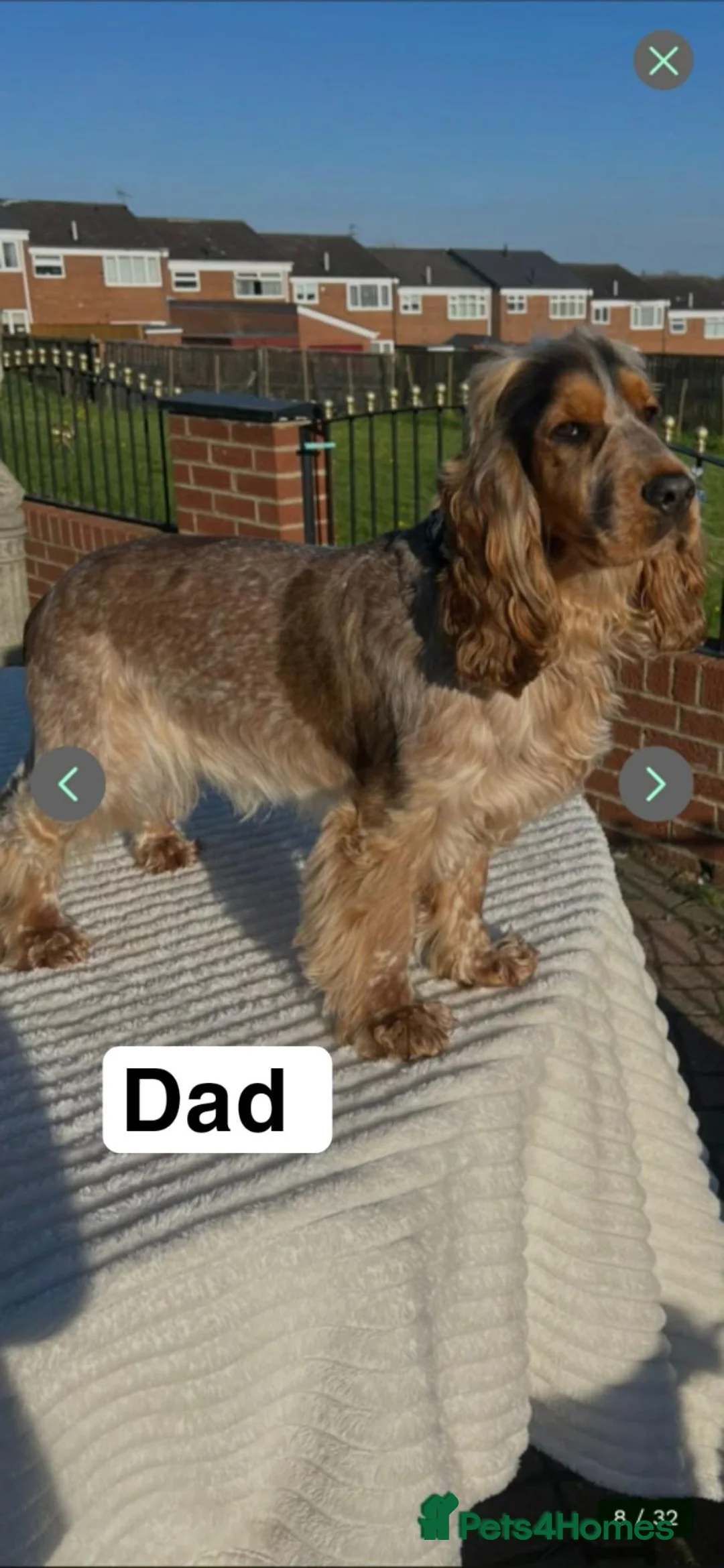 Cocker Spaniel dogs for sale: cocker spaniels  - Advert 2