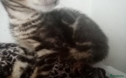 Bengal cats for sale: Beautiful Bengal Kittens - Image 17