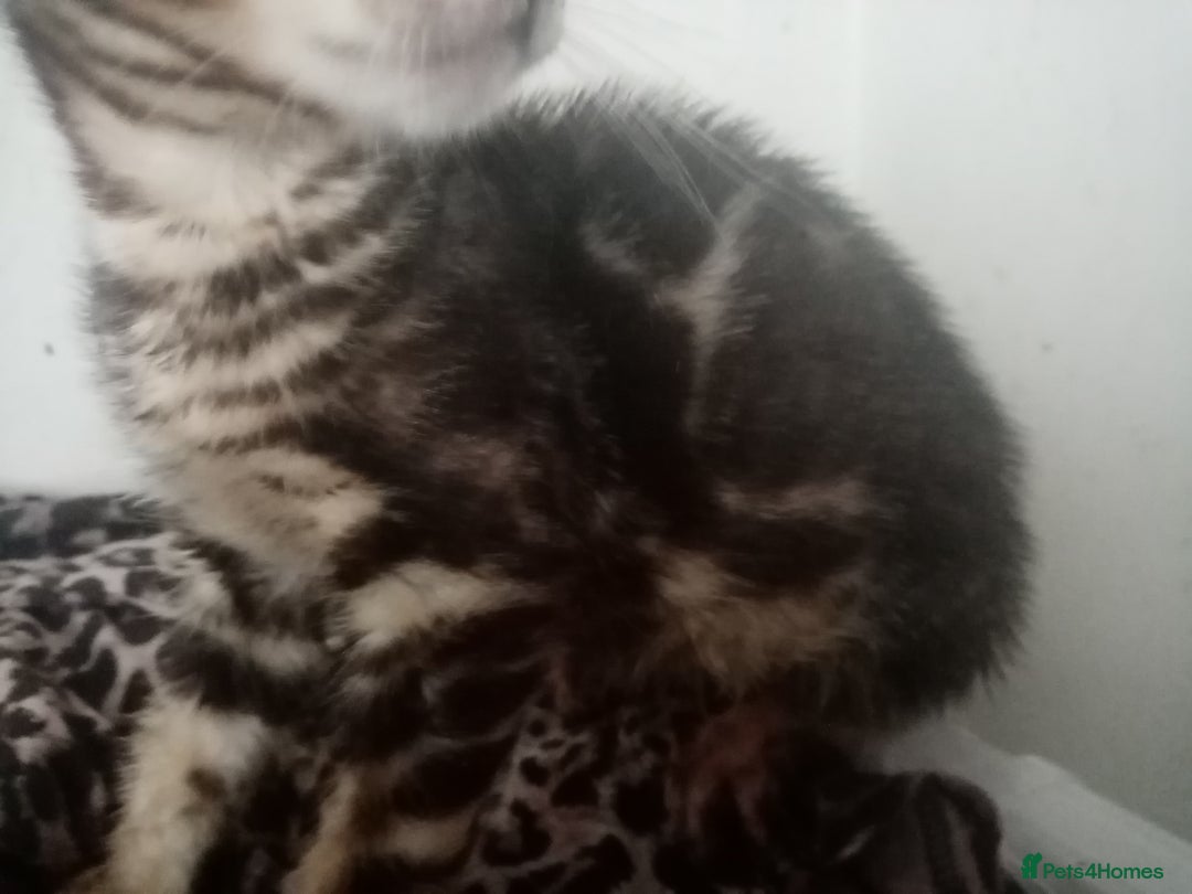Bengal cats for sale: Beautiful Bengal Kittens - Image 17