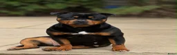 Staffordshire Bull Terrier dogs for sale: Three Red Girls - Advert 5