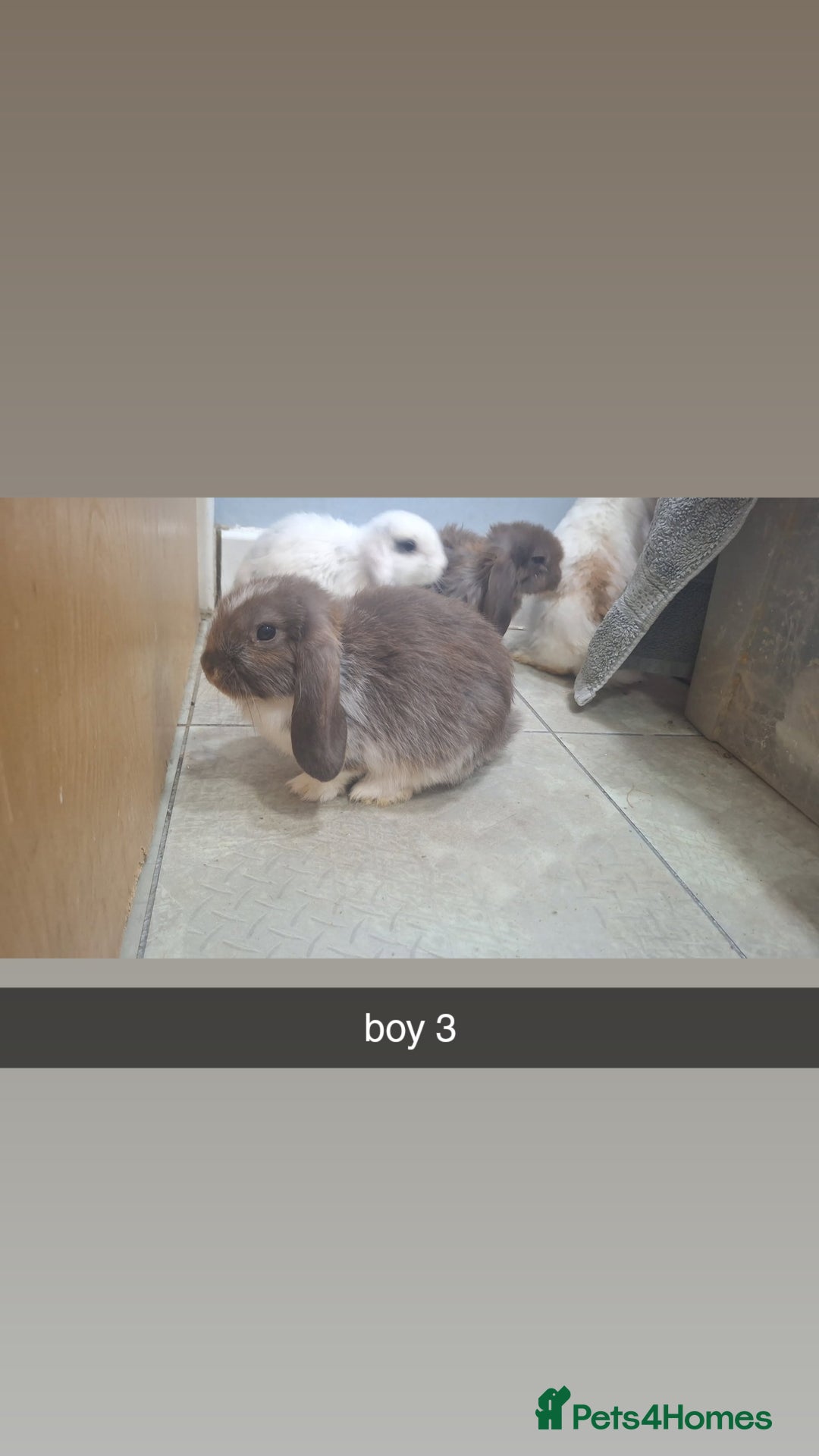 Mini Lop rabbits for sale: 5 beautiful mini lops, 3 boys, 2 girls - Advert 6