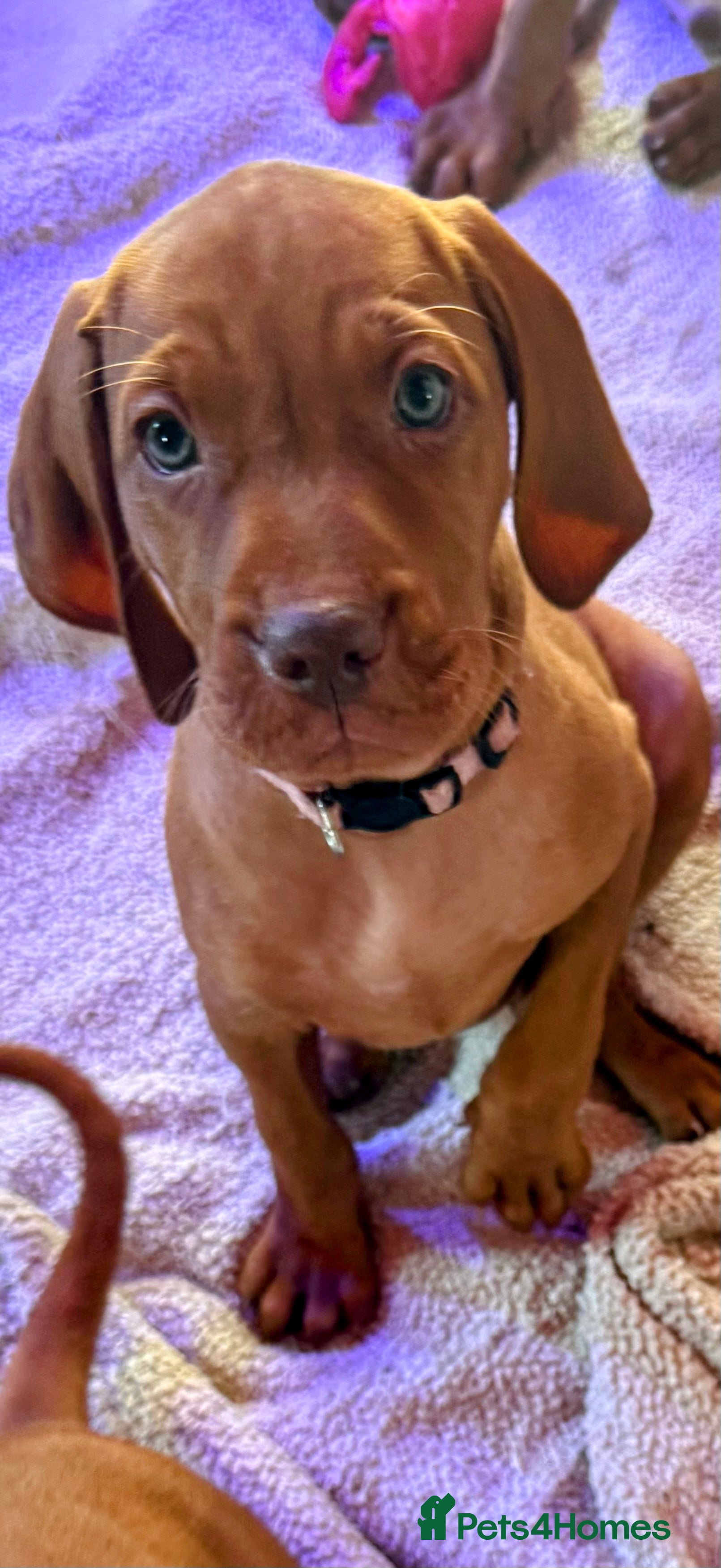 Hungarian Vizsla dogs Part Trained Daisy’s 2nd litter Hungarian vizsla - Advert 2