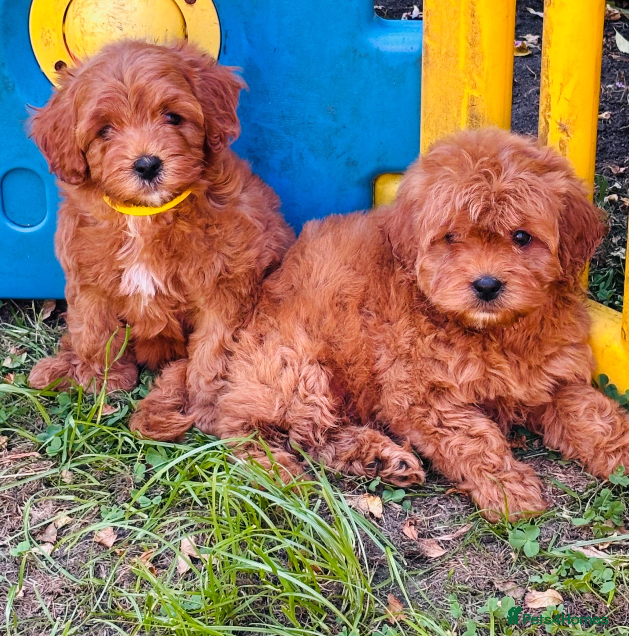 Cavapoo dogs Stunning tiny cavapoo’s - Advert 1