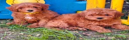 Cavapoo dogs for sale: Stunning tiny cavapoo’s - Advert 1