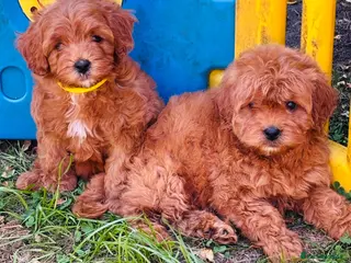 Cavapoo dogs Beautiful Tint Red Cavapoo babies Ready Now - Advert 4