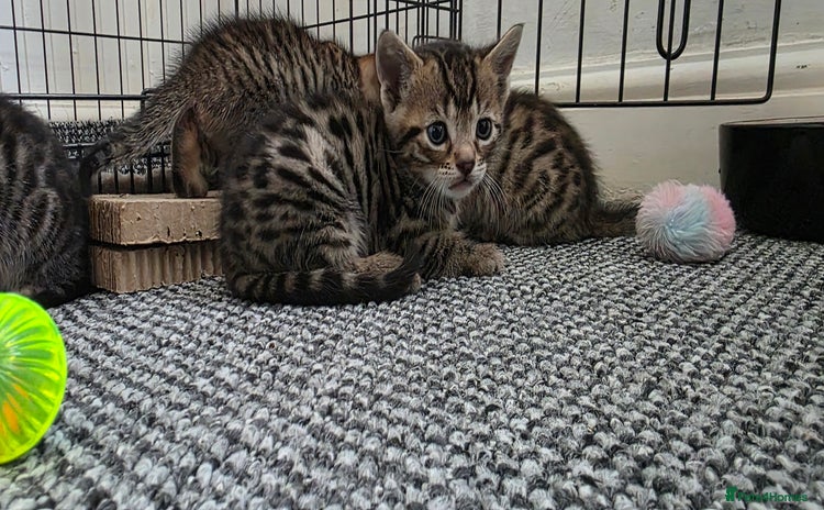 Bengal cats - Advert 1