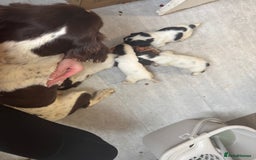 English Springer Spaniel dogs for sale: Beautiful springer spaniel puppies  - Image 7