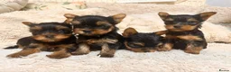 Yorkshire Terrier dogs for sale: Mini Yorkshire Terrier Puppies  - Advert 10