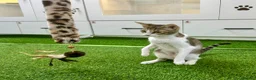 Mixed Breed cats for adoption: [Indoors Only] Yuki & Suki - Adorable Siblings - Advert 22