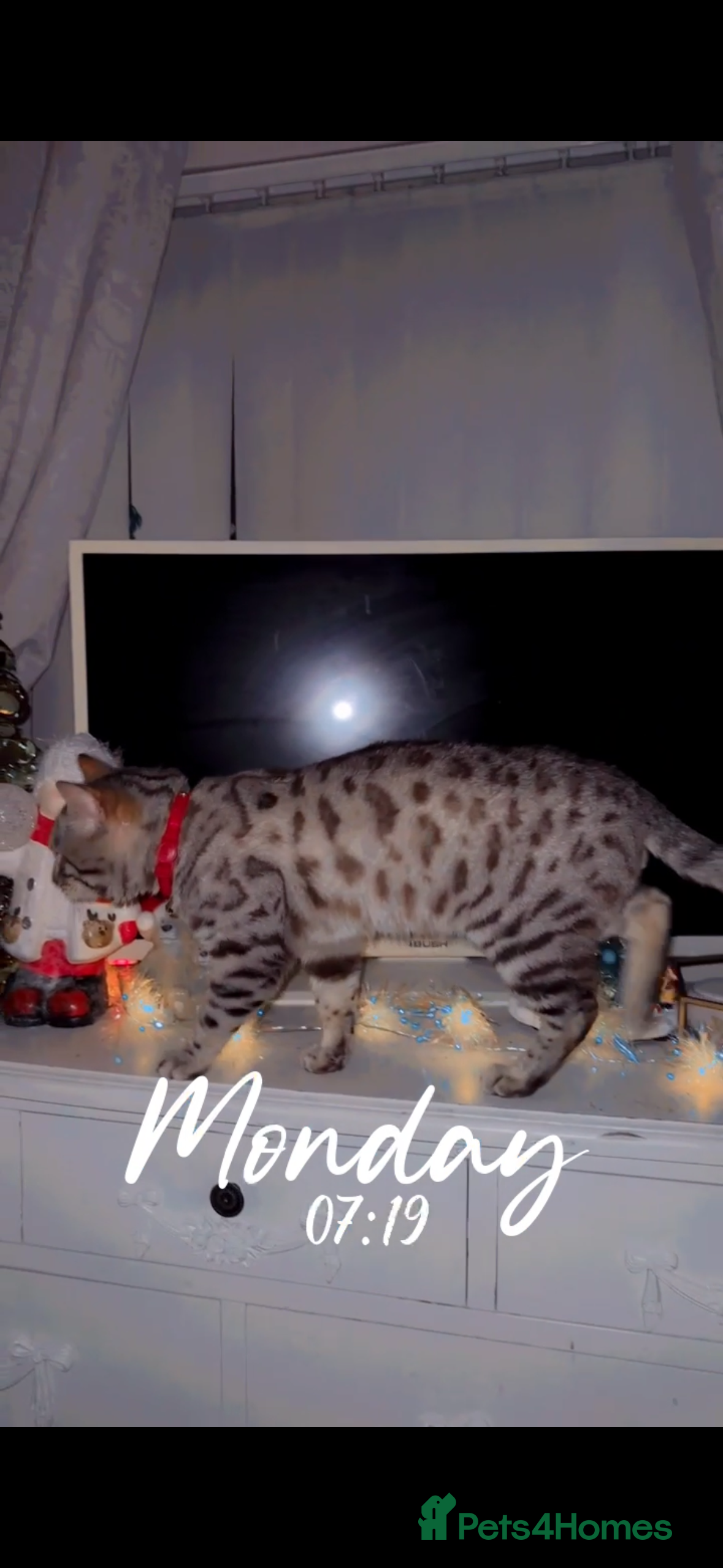 Bengal cats Stunning snow Bengal boy  - Advert 3