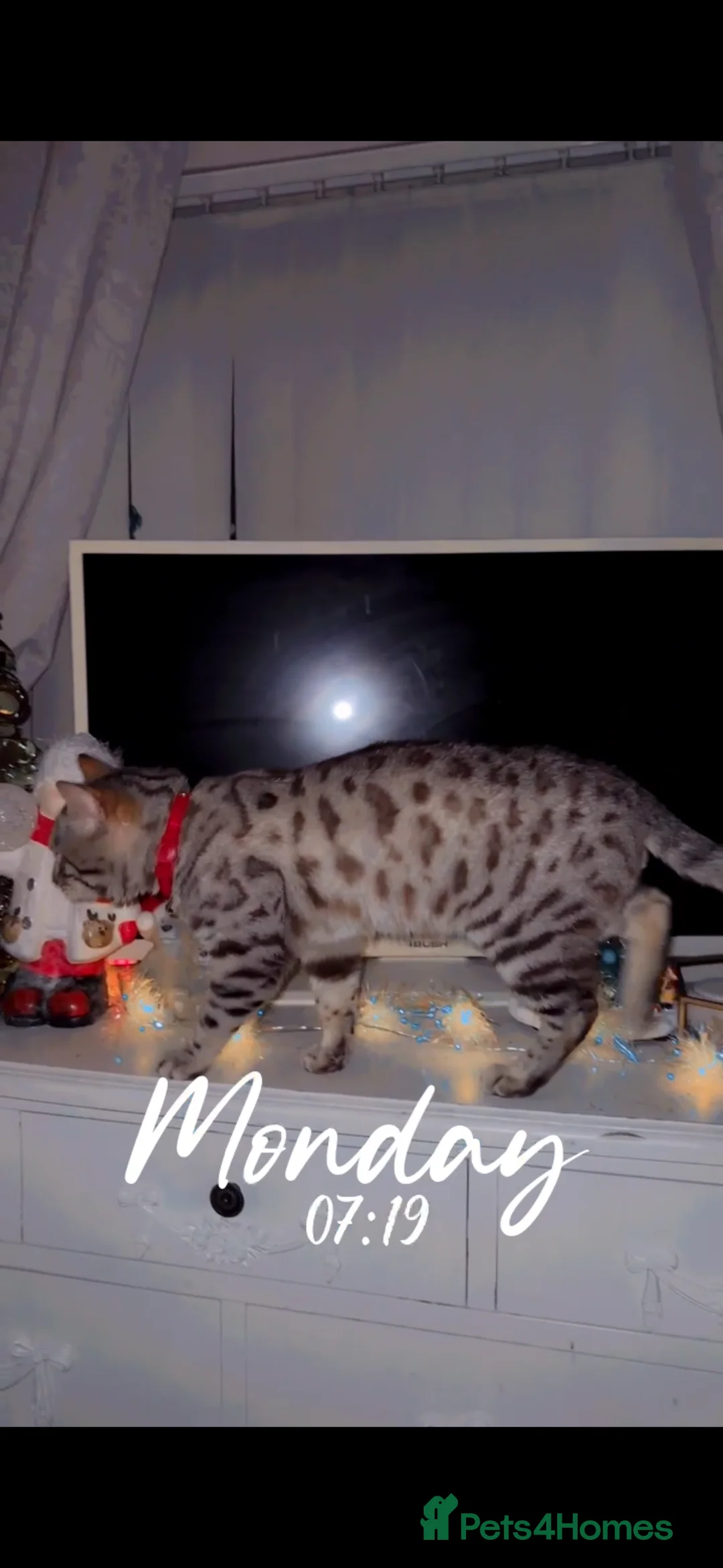 Bengal cats for sale: Stunning snow Bengal boy  - Advert 1