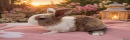 Mini Lop rabbits for sale: Two beautiful mini plush lop  - Advert 2