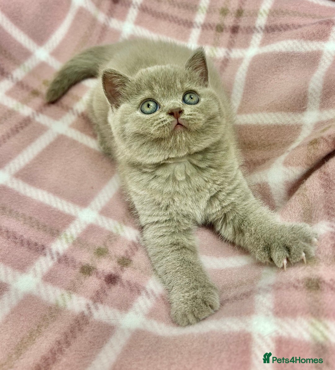 British Shorthair cats for sale: GCCF British Shorthair for Sale - Advert 20