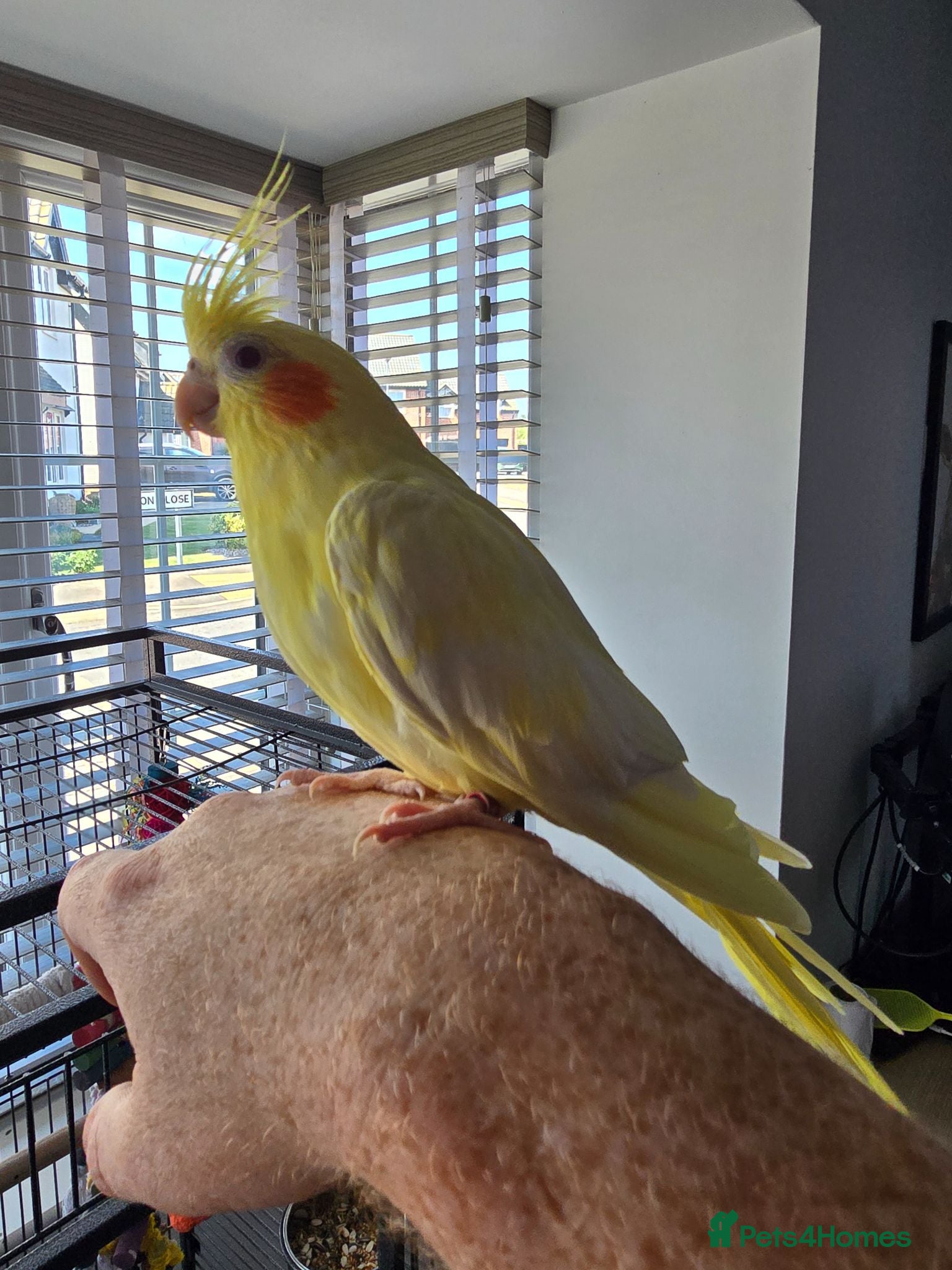 Cockatiels birds Friendly Hand Tame Cockatiel + Full Setup (Cage) - Advert 1