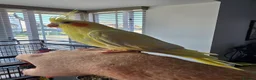 Cockatiels birds for sale: Friendly Hand Tame Cockatiel + Full Setup (Cage) - Advert 1