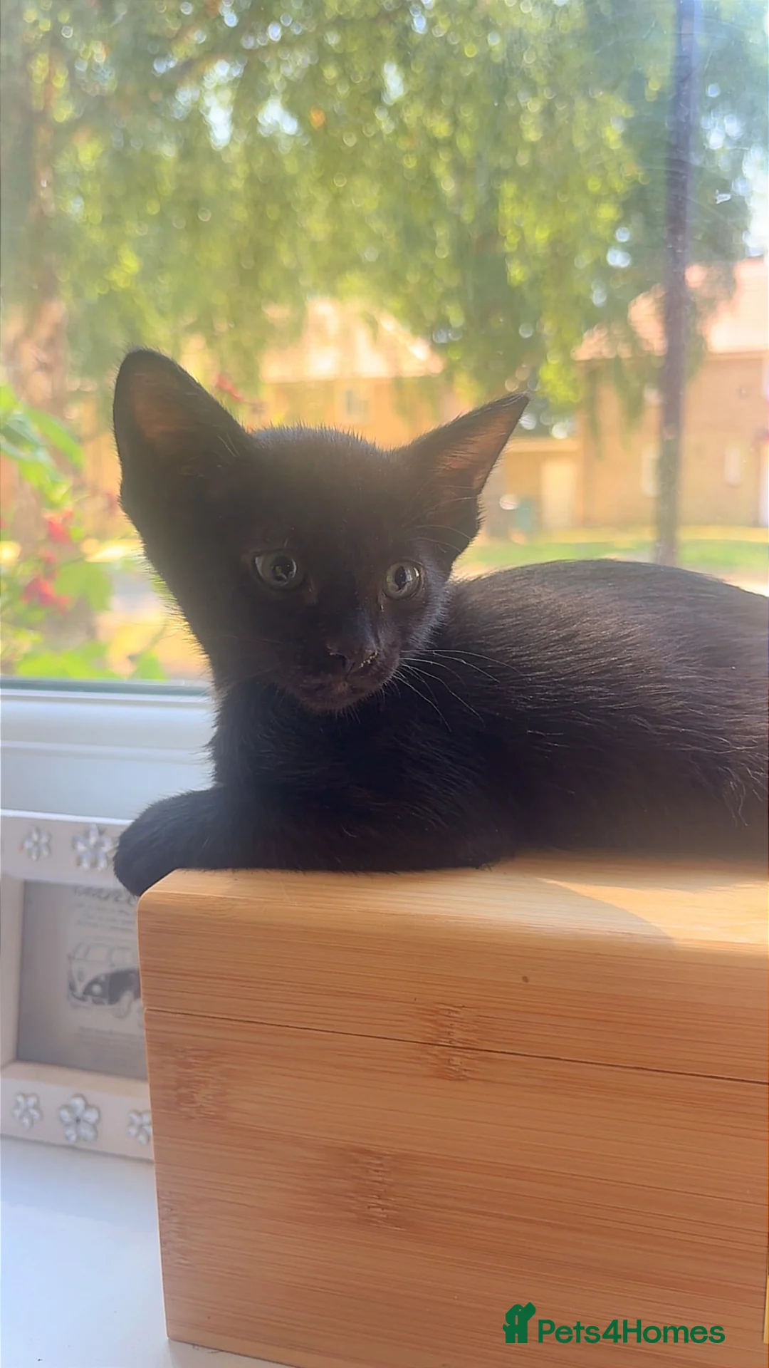 Siamese cats for sale: Siamese X baby’s  - Ready to go to their new 🏡 - Advert 1