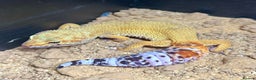 Leopard Gecko reptiles for sale: Setup + Super Hypo Carrot Tail Baldy Leopard Gecko - Advert 5