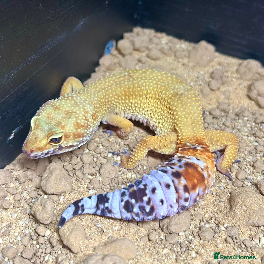 Leopard Gecko reptiles for sale: Setup + Super Hypo Carrot Tail Baldy Leopard Gecko - Advert 5