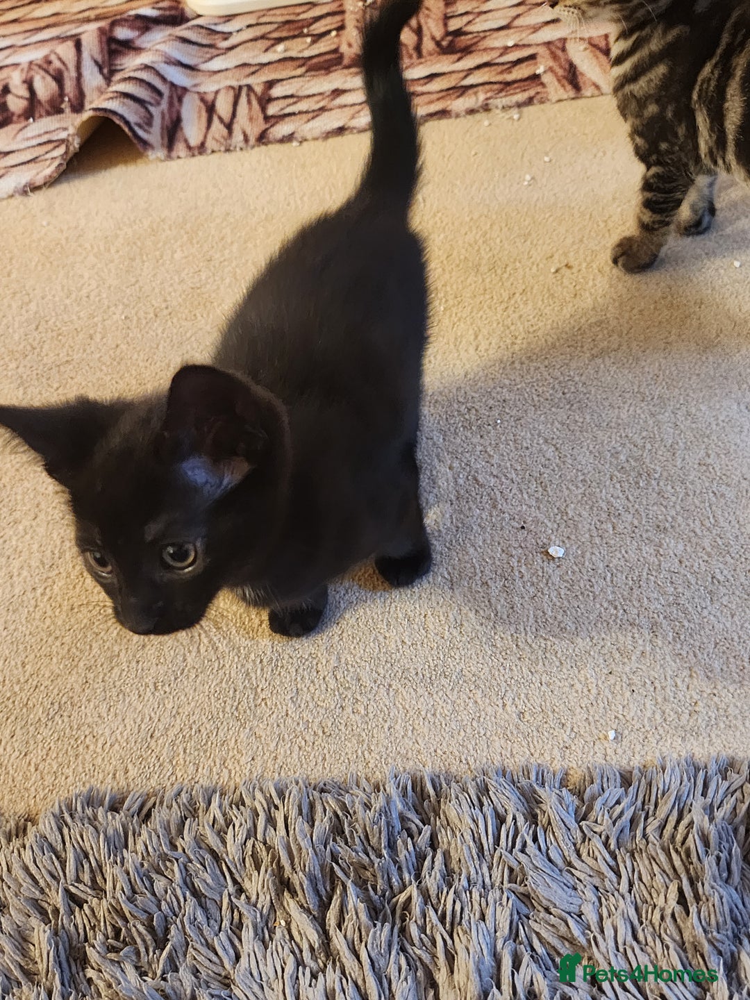 European cats for sale: 7 Lovely tabby kittens for sale - Image 8