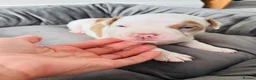 Staffordshire Bull Terrier dogs for sale: Staffordshire bull terrier puppies in Worksop - Advert 17