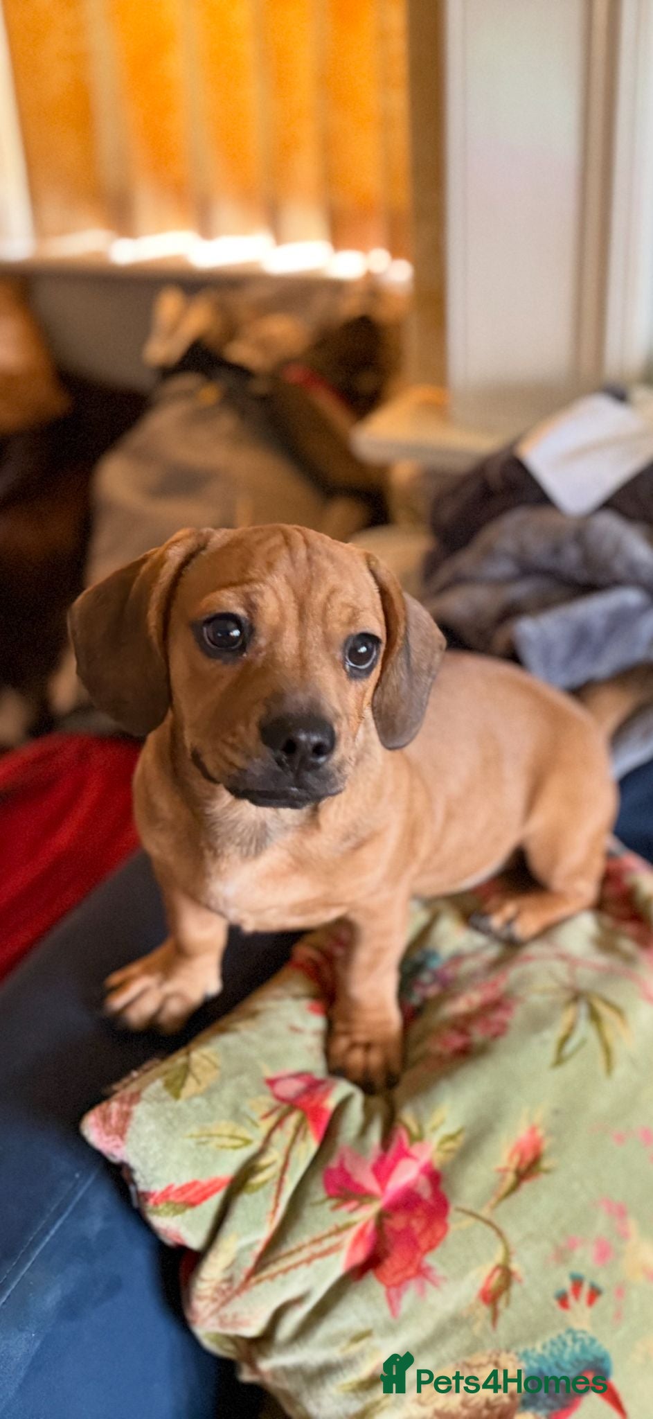 Mixed Breed dogs Adorable french bull weiner - Advert 1