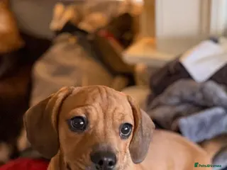 Mixed Breed dogs for sale: Adorable french bull weiner - Advert 1