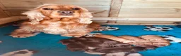 Cocker Spaniel dogs for sale: Top Quality Show cocker pups - Advert 23
