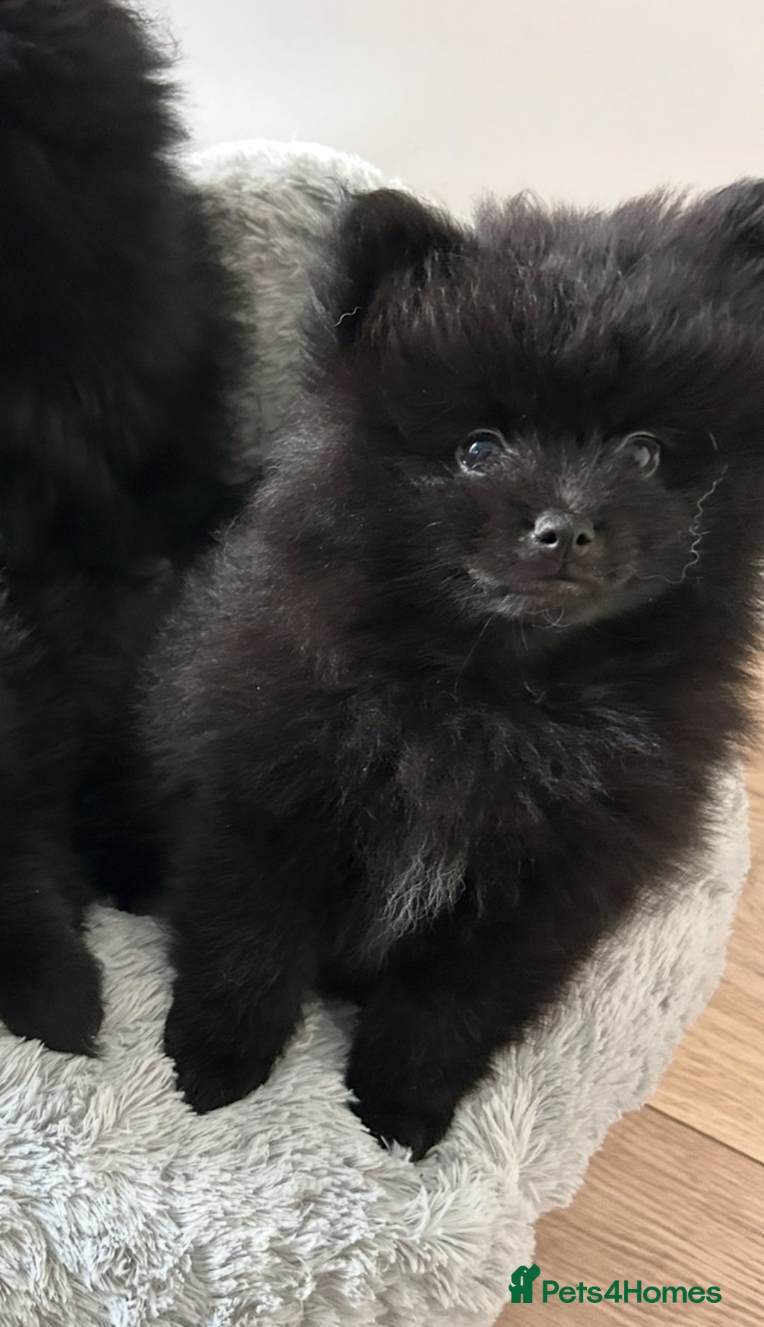 Pomeranian dogs for sale: Pomeranians - ONLY BLACK BOY LEFT - Advert 2