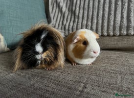 Guinea Pig rodents - Advert 7