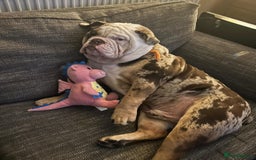 English Bulldog dogs for sale: In tact English bulldog looking for forever home - Image 3