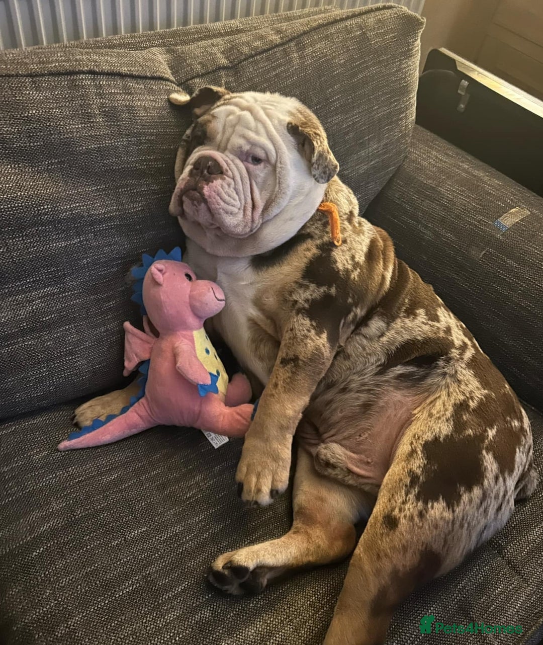 English Bulldog dogs for sale: In tact English bulldog looking for forever home - Image 3